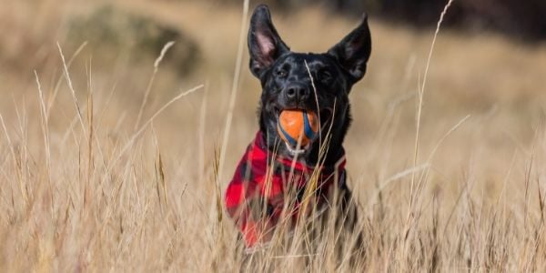 Dog fetching outlet ball